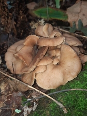 Hohenbuehelia petaloides