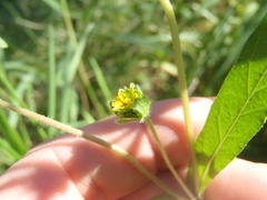 Melampodium longicorne