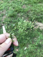 Erigeron divaricatus