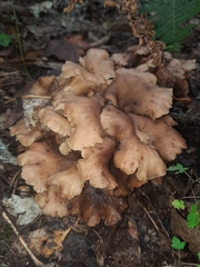 Hohenbuehelia petaloides