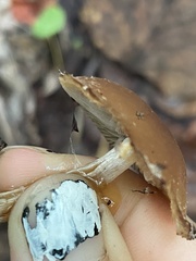 Flammulaster erinaceellus