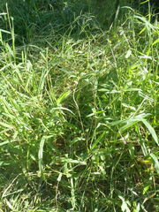 Melampodium longicorne