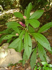 Phytolacca japonica
