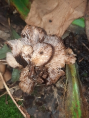 Hohenbuehelia petaloides