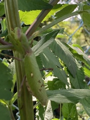 Hierodula patellifera patellifera