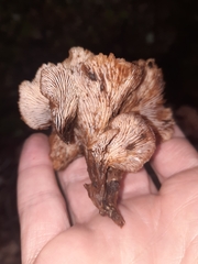 Hohenbuehelia petaloides