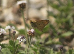 Hylephila phyleus