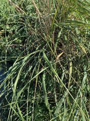 Leymus mollis