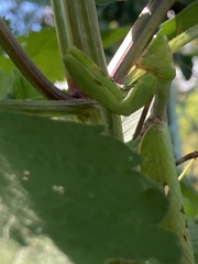 Hierodula patellifera patellifera