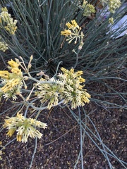 Asclepias subulata