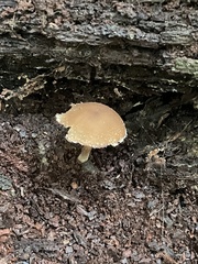 Flammulaster erinaceellus