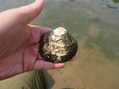 Cyclonaias tuberculata