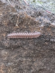 Pseudopolydesmus