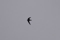 Cypseloides niger borealis