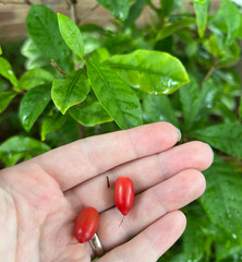 Synsepalum dulcificum