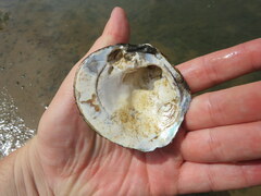 Cyclonaias tuberculata