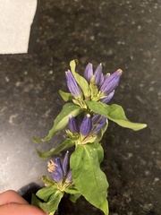Gentiana andrewsii