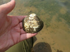 Cyclonaias tuberculata