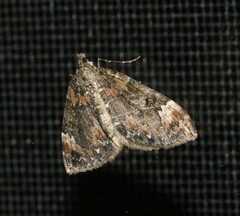 Dysstroma citrata