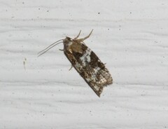 Acleris variana