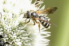 Halictus parallelus