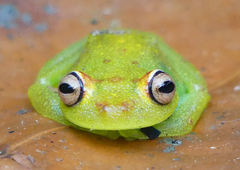 Boana cinerascens