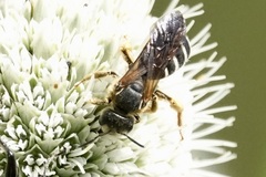 Halictus parallelus