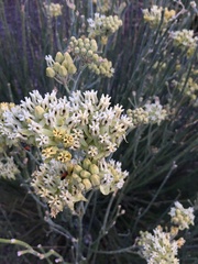 Asclepias subulata