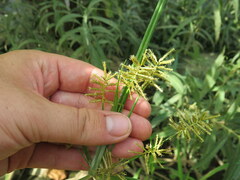 Cyperus erythrorhizos
