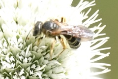 Halictus parallelus