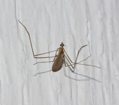 Chioneinae