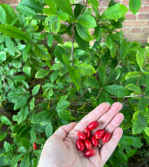 Synsepalum dulcificum