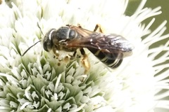 Halictus parallelus