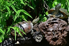 Mauremys reevesii