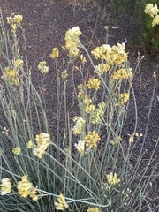 Asclepias subulata
