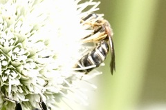 Halictus parallelus