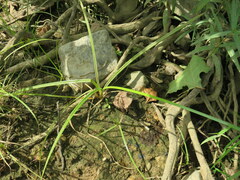 Cyperus erythrorhizos