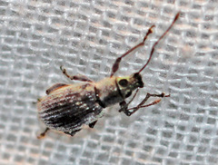 Cyrtepistomus castaneus