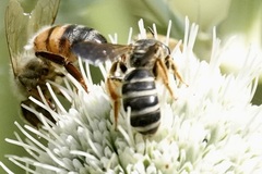 Halictus parallelus