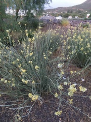 Asclepias subulata