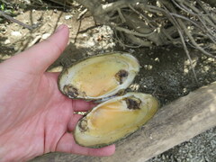 Cambarunio taeniatus