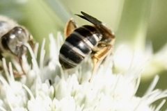 Halictus parallelus