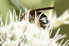 Halictus parallelus