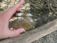 Cambarunio taeniatus