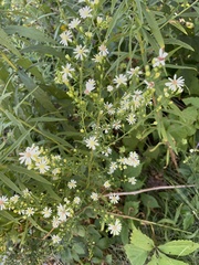 Symphyotrichum lanceolatum