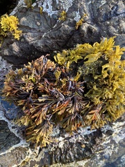 Pelvetiopsis limitata