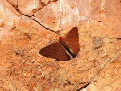 Emesis mandana