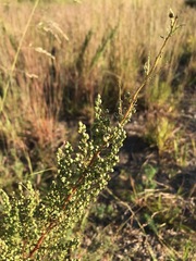 Artemisia campestris caudata