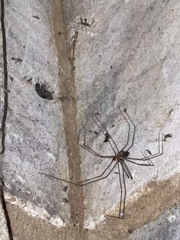 Crossopriza lyoni