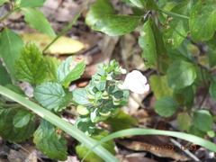 Scutellaria arenicola